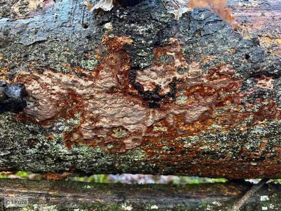 Phellinidium ferrugineofuscum